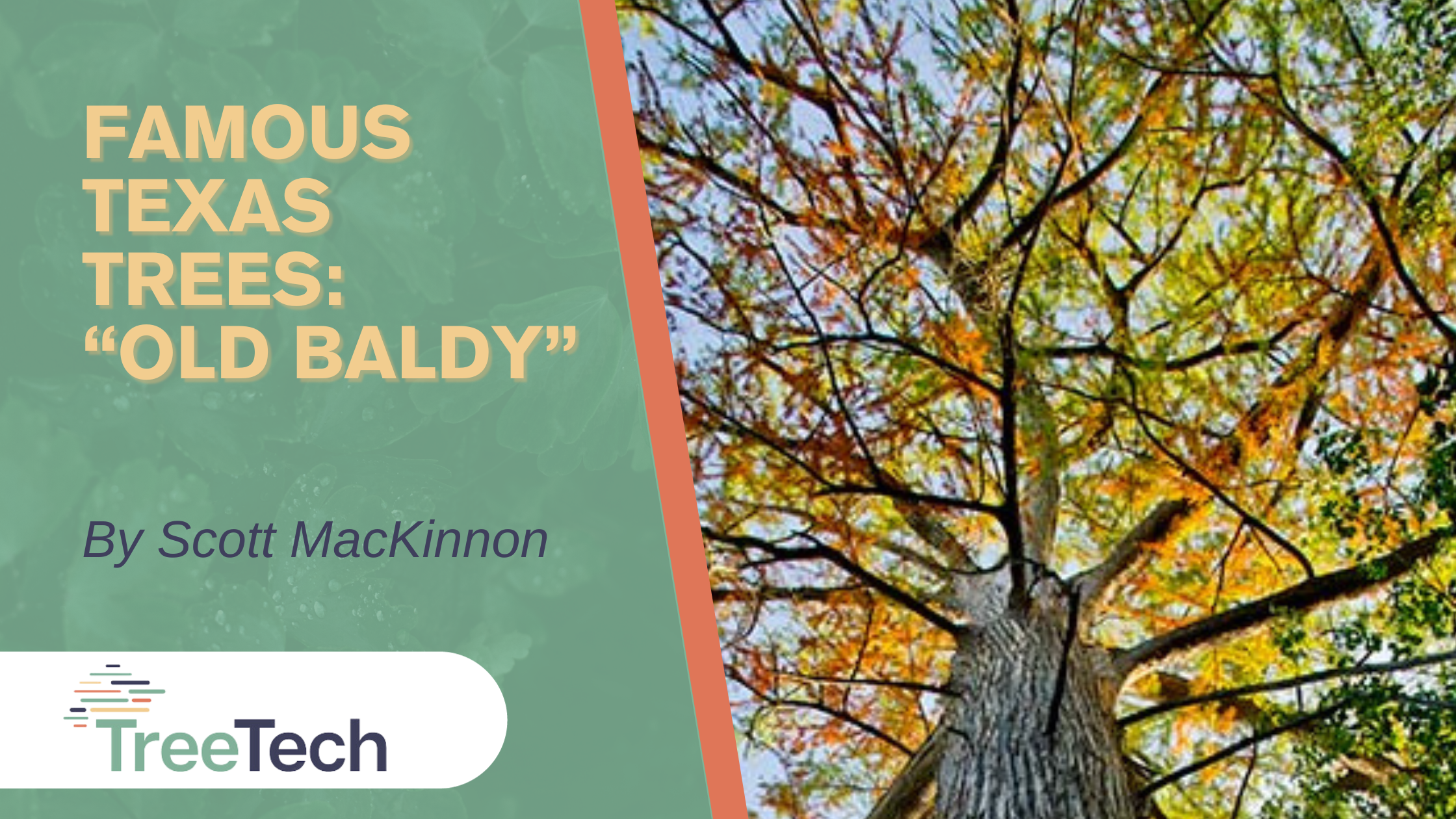 Famous Texas Trees: "Old Baldy"