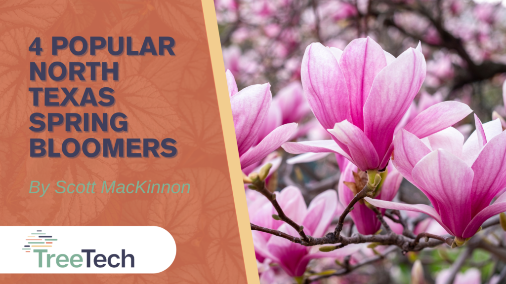4 Popular North Texas Spring Bloomers