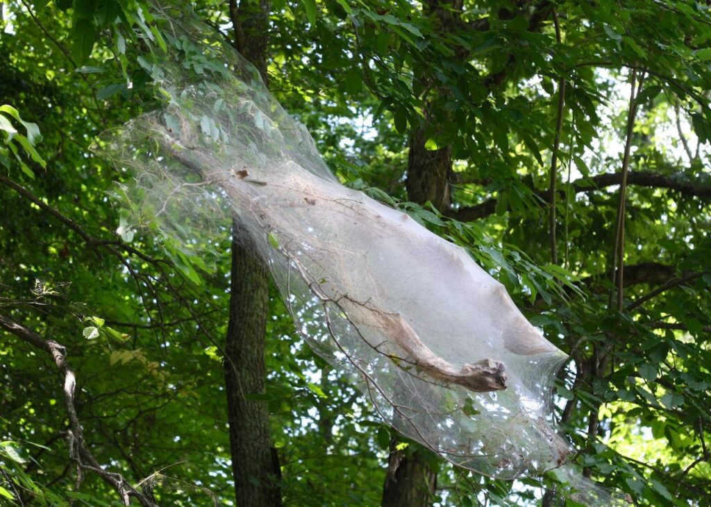 Webworm Infestations: How to Protect Your Midwest Trees | Arbor Masters