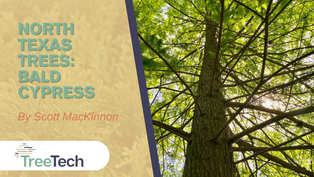 North Texas Trees: Bald Cypress