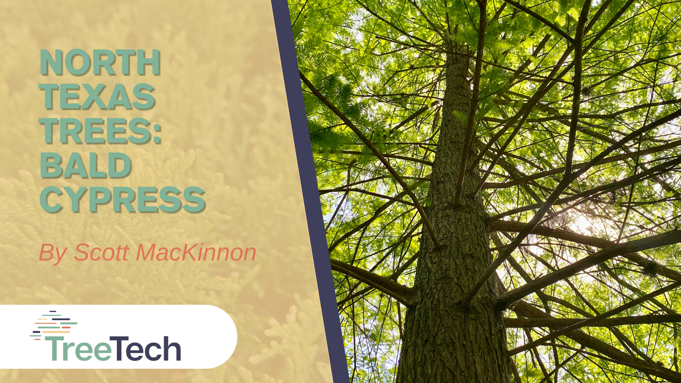 North Texas Trees: Bald Cypress