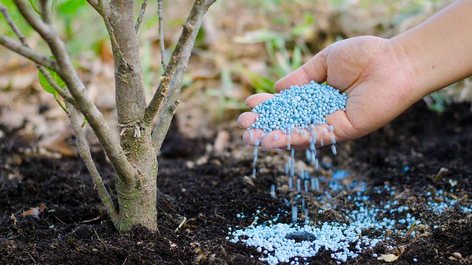 Tree & Plant Fertilizer Services Arbor Masters