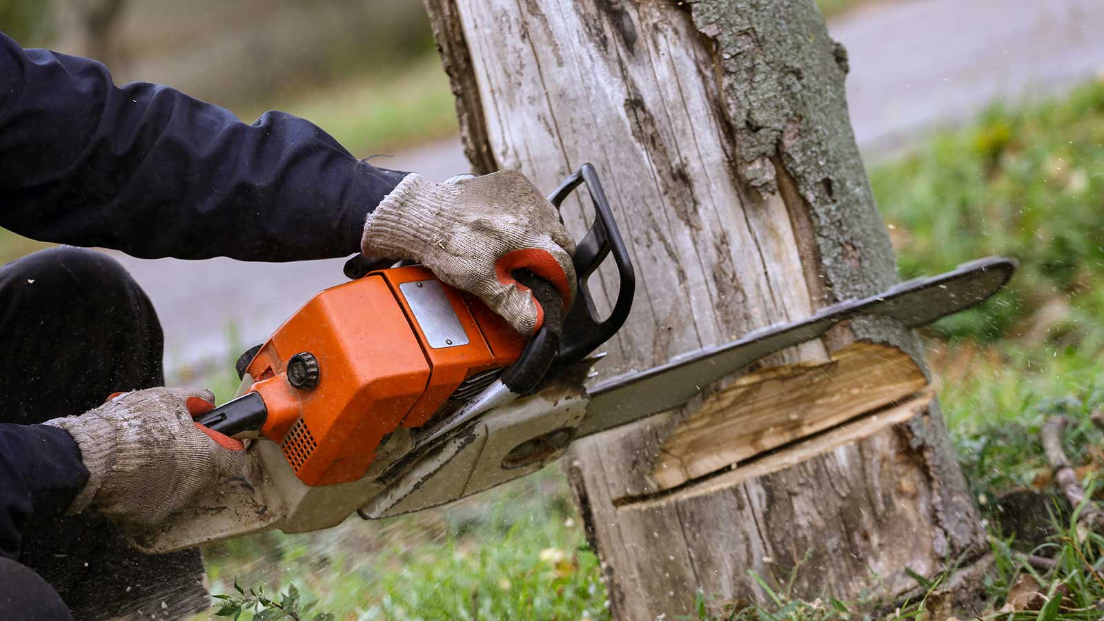 Tree Removal — Arbor Masters