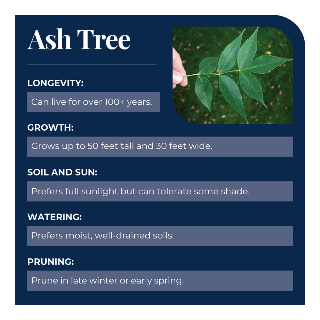 Ash tree 101