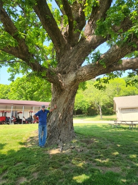Oak tree at Shadow Glen Golf Course
