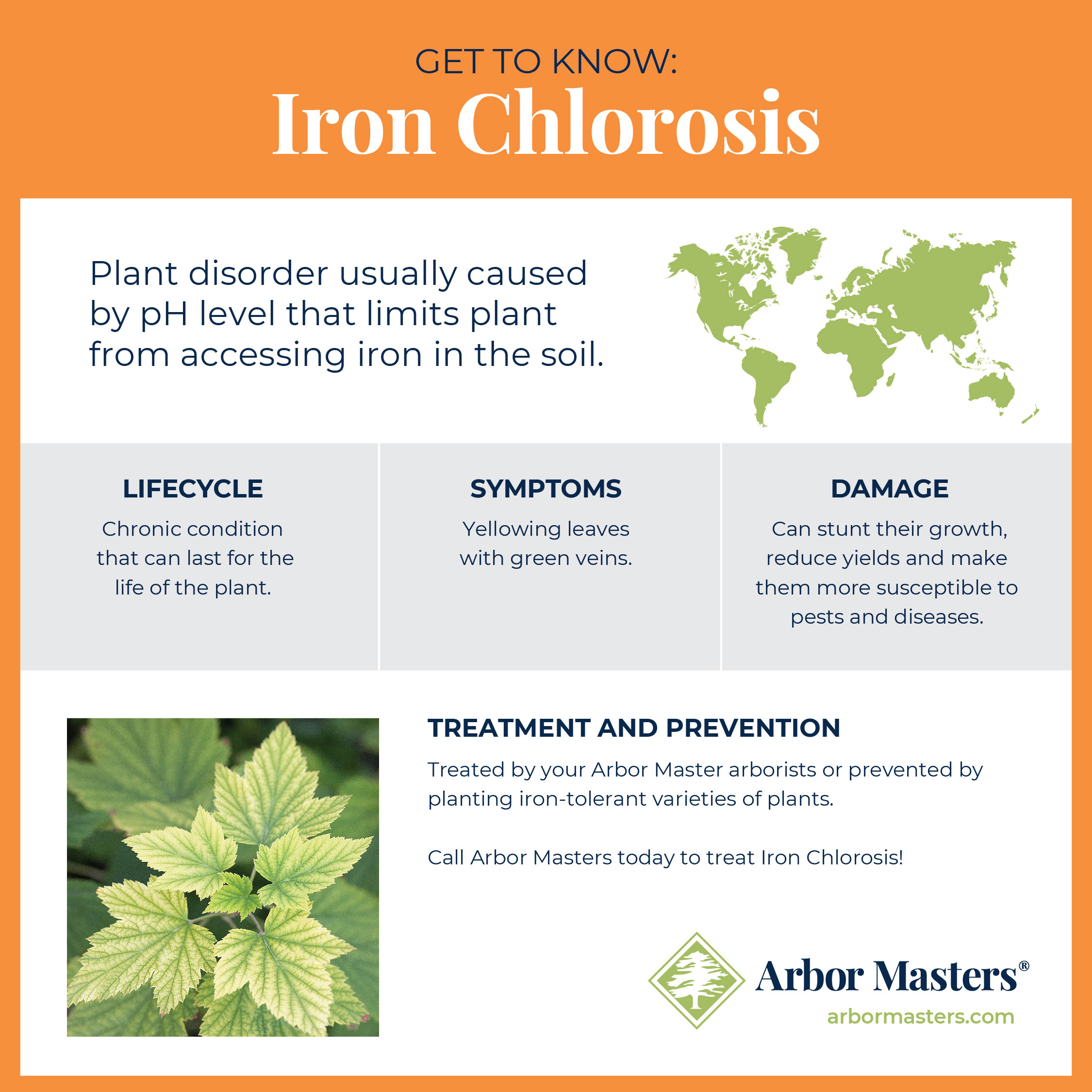 get to know iron chlorosis