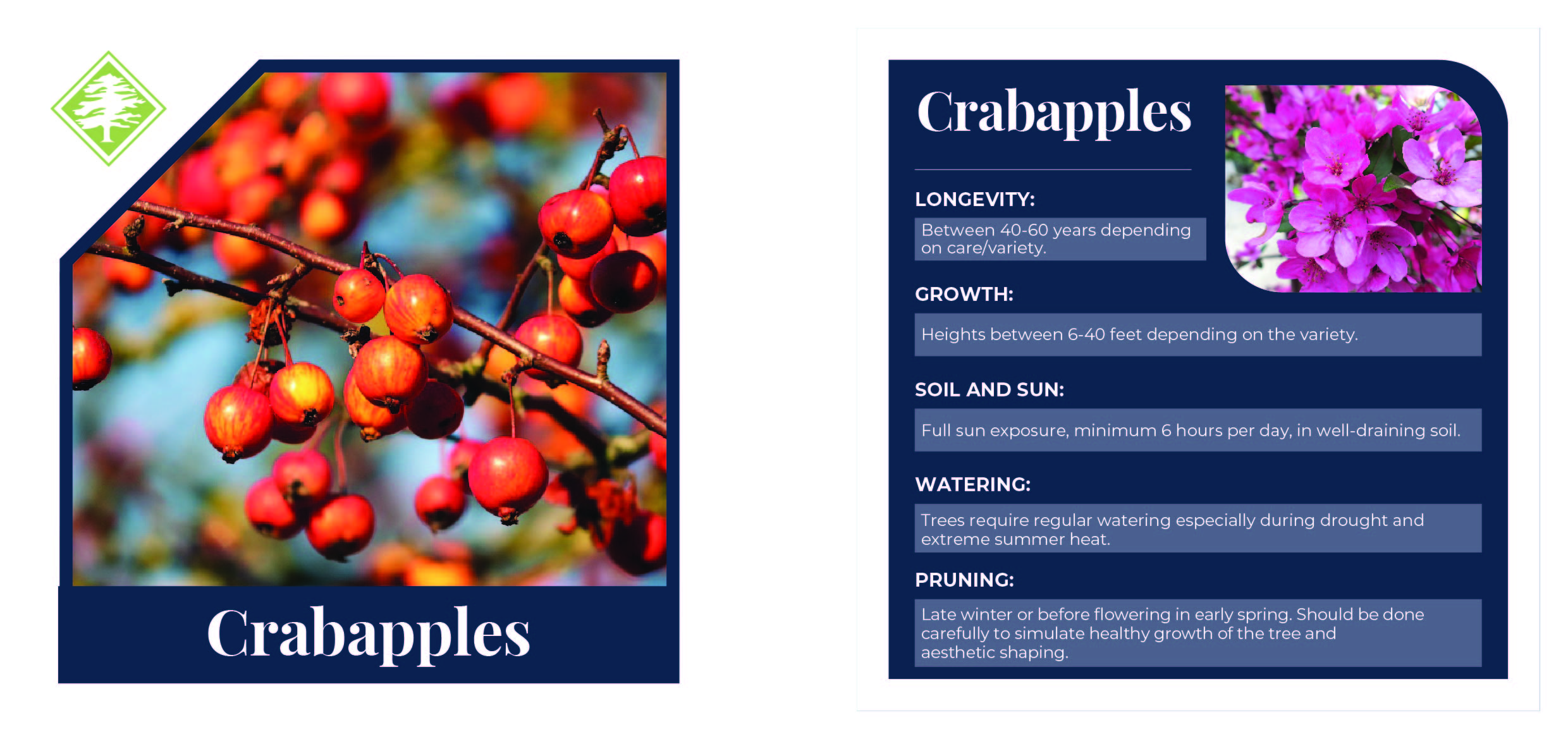 how to care for crabapple trees