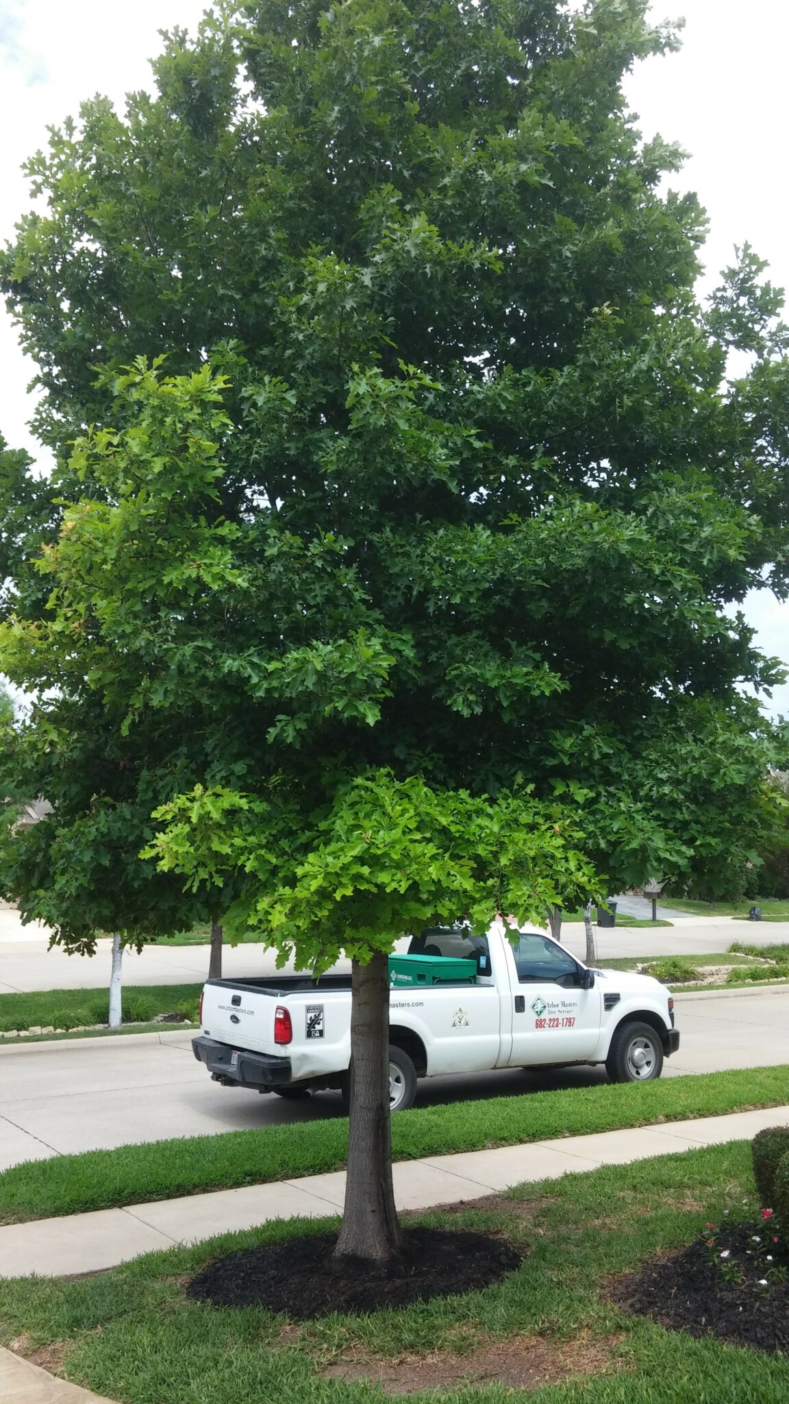 Understanding And Managing Iron Chlorosis In Trees 