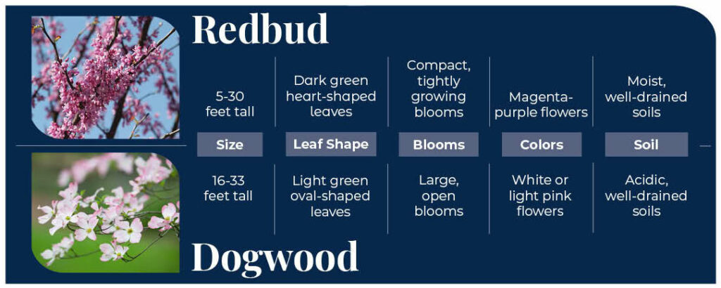 table of differences between the redbud tree and dogwood tree