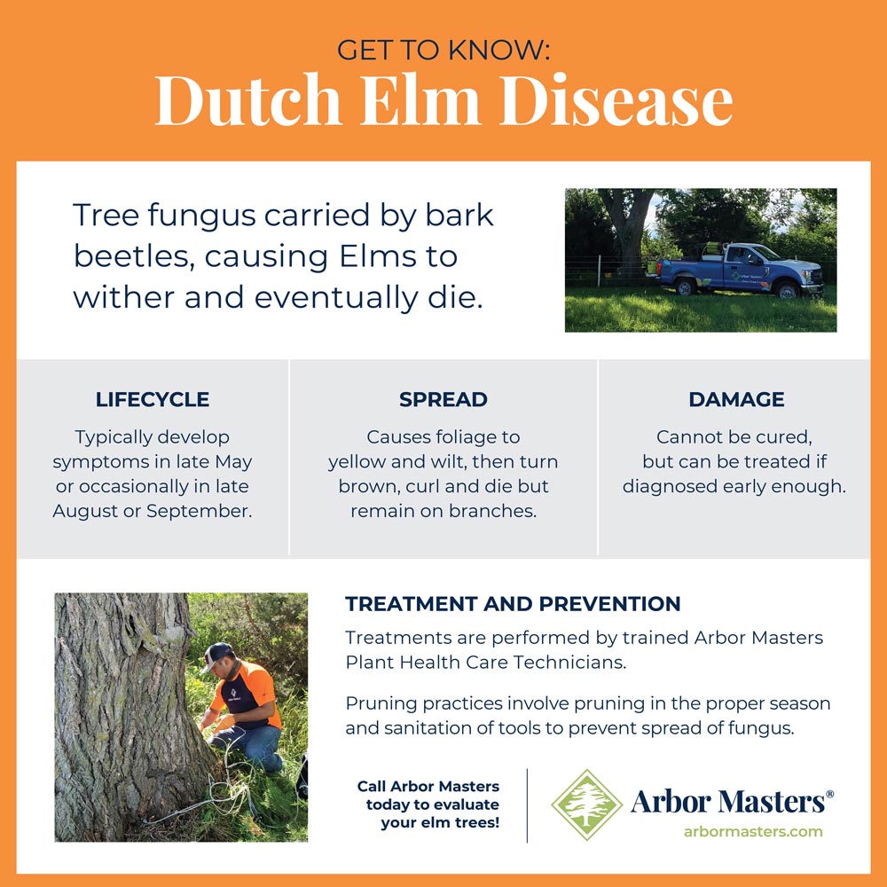 Dutch elm disease guide