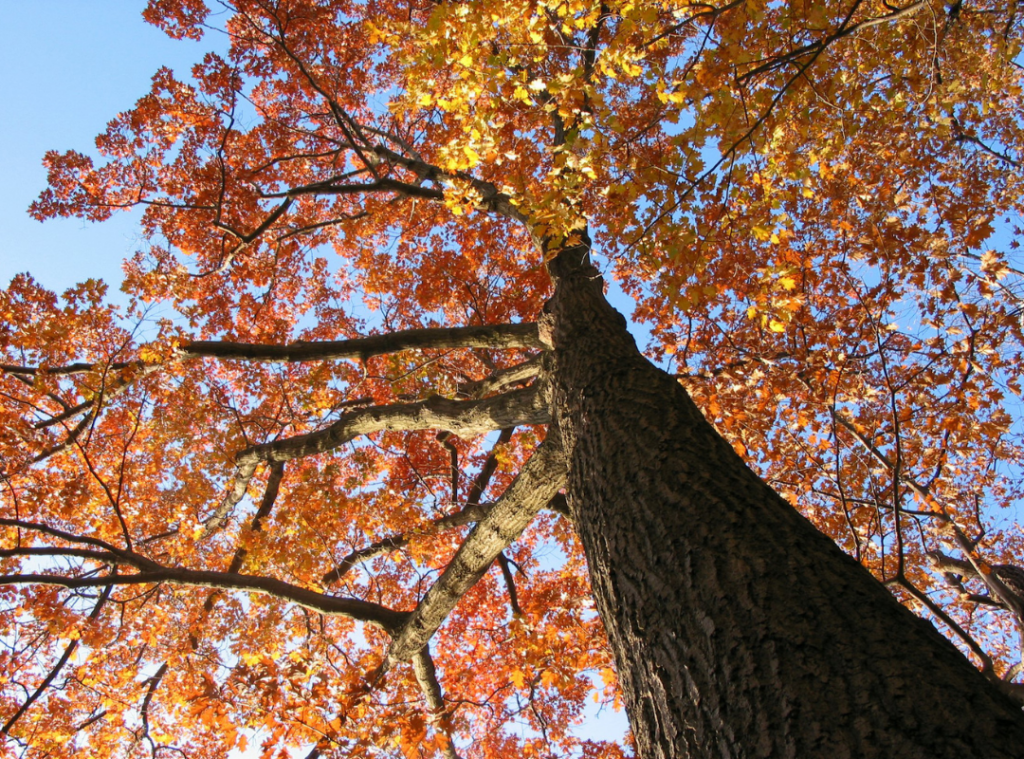 Fall Oak Tree