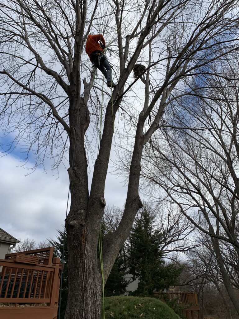 Man Pruning a Tree