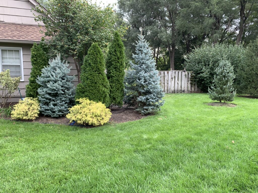 Evergreen Trees in a Yard