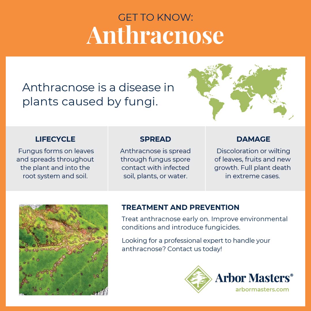 anthracnose