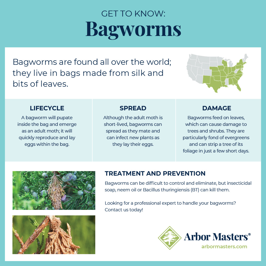 An infographic explaining the lifecycle, spread, and damage of bagworms.