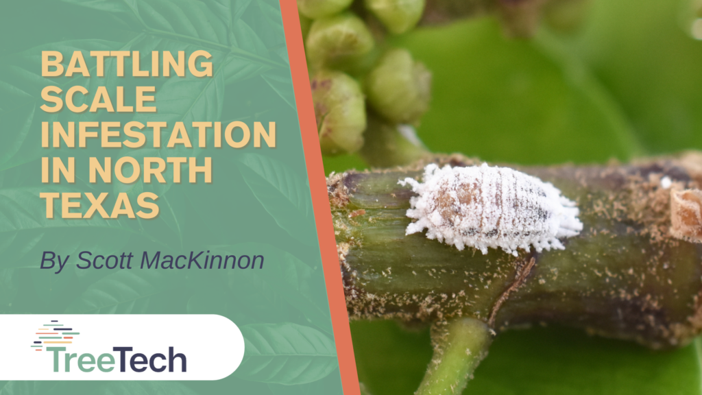 Battling Scale Infestations in North Texas