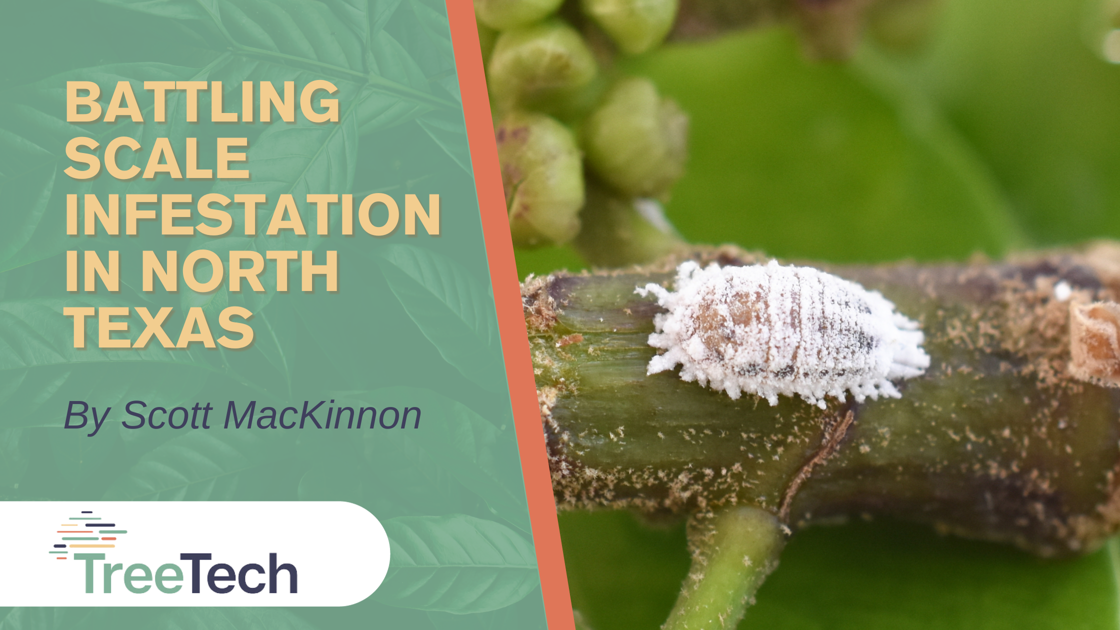 Battling Scale Infestations in North Texas