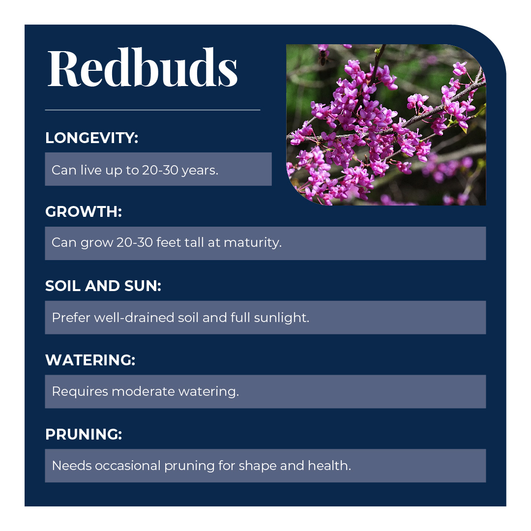 Statistics about the lifespan, mature size, soil and sun requirements, watering needs, and pruning of the Oklahoma redbud.