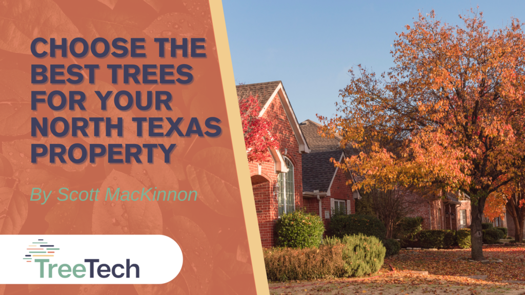 Choosing The Best Trees For Your North Texas Property