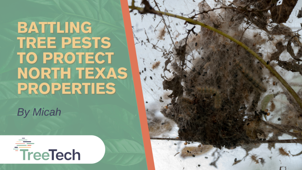 Battling winter Tree Pests to protect north texas trees