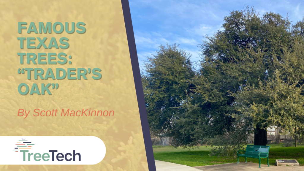 Famous Texas Trees: Trader's Oak