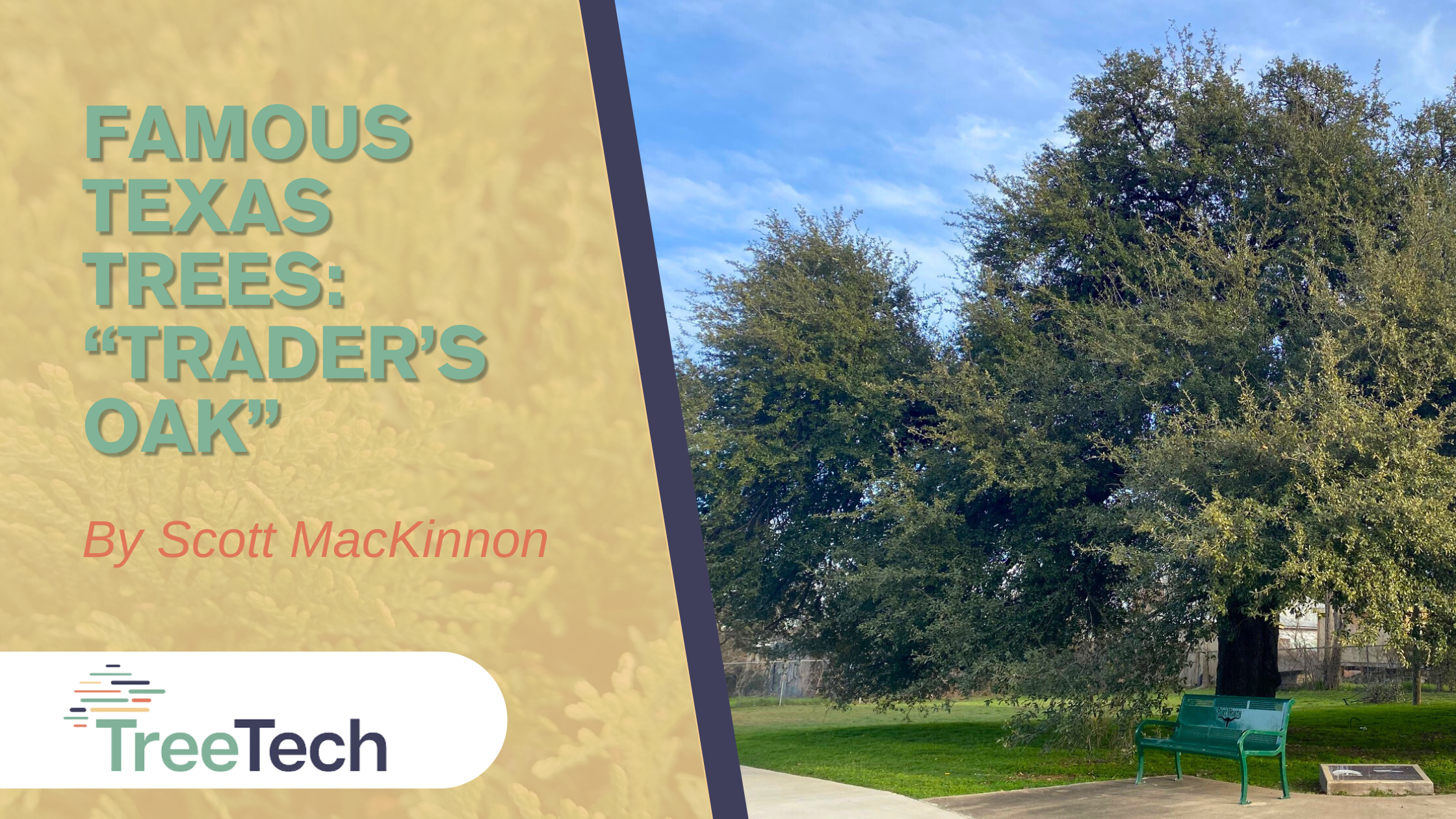 Famous Texas Trees: Trader's Oak