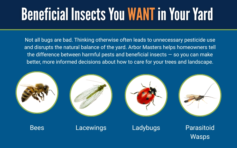 List of beneficial insects people should have in their yards to help control common tree pests, including bees, lacewings, ladybugs, and parasitoid wasps.