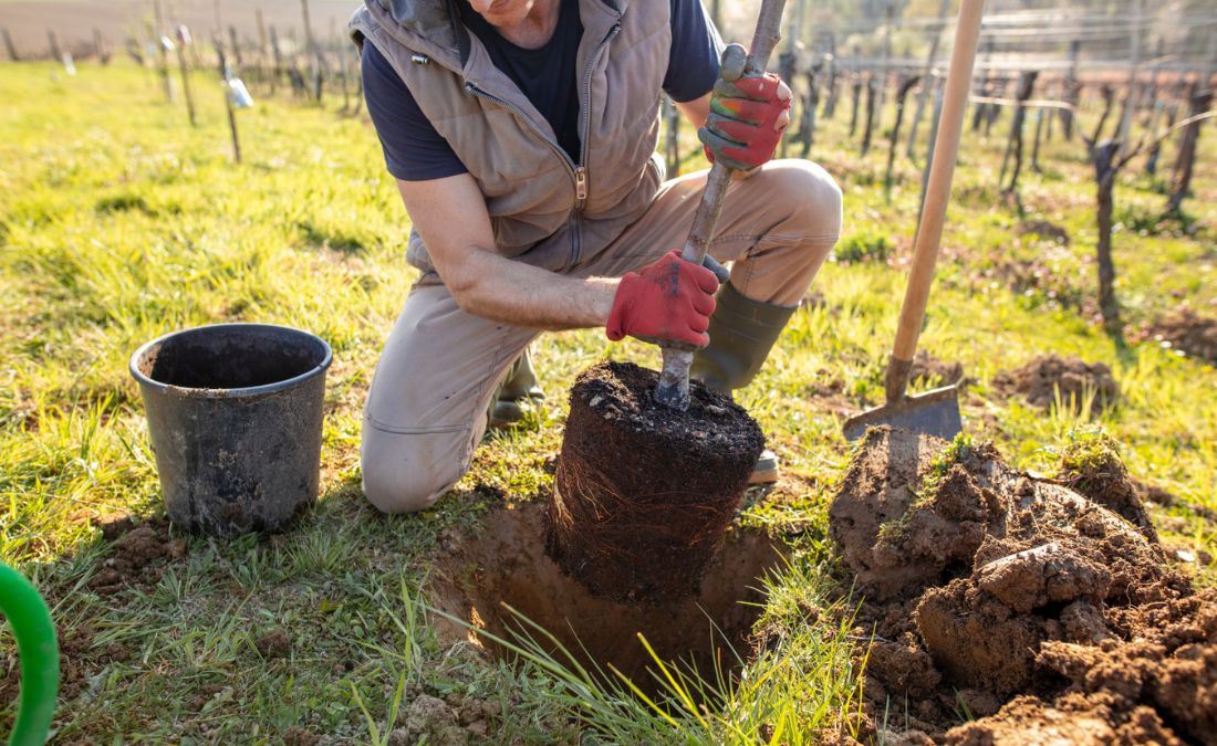 A volunteer planting a tree sapling near a home in Cedar Rapids, IA.