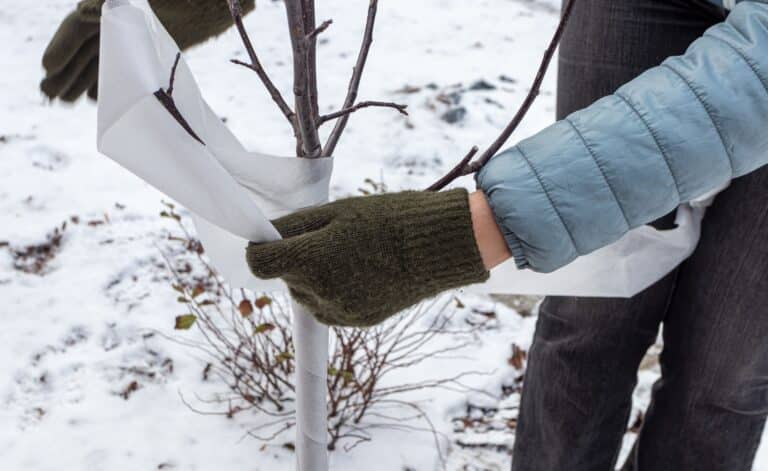 How to Protect Young Trees from Cedar Rapids’ Harsh Winter | Arbor ...