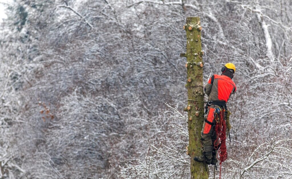 Arborist performing winter tree removal by climbing and cutting a tall trunk with safety gear.