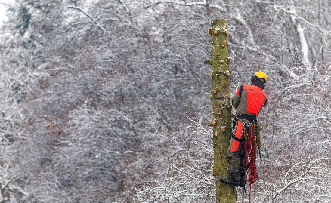 Arborist performing winter tree removal by climbing and cutting a tall trunk with safety gear.