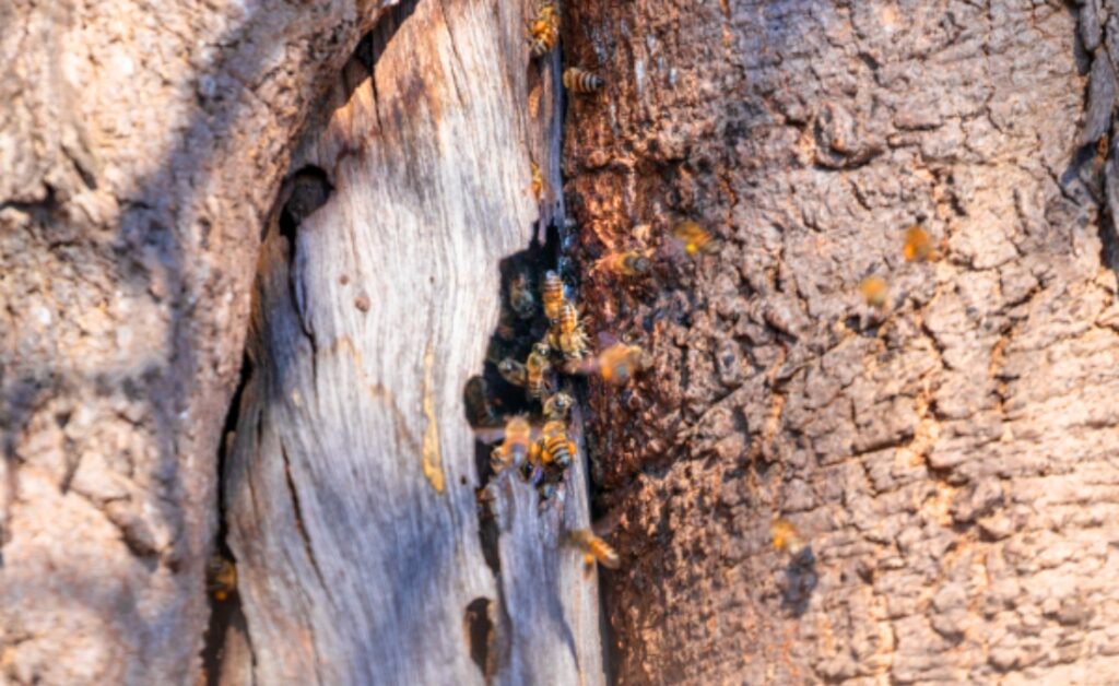 Bees setting a hive on a crack of a tree