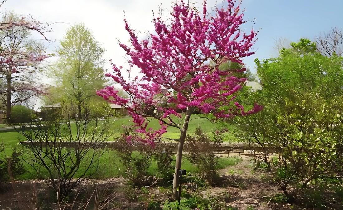 A young red bud tree in bloom in Cedar Rapids, IA.