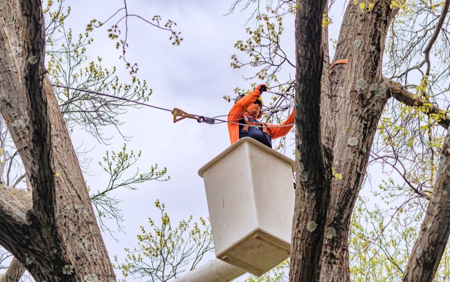 An arborist from Arbor Masters of Cedar Rapids installing cabling in a large tree with co-dominant stems.