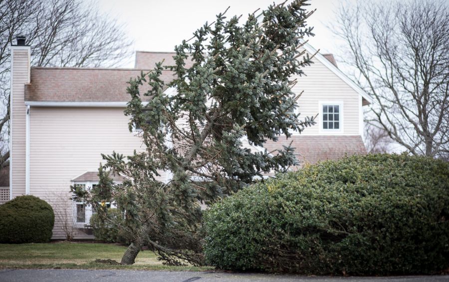 A leaning evergreen tree after a storm in Cedar Rapids IA.