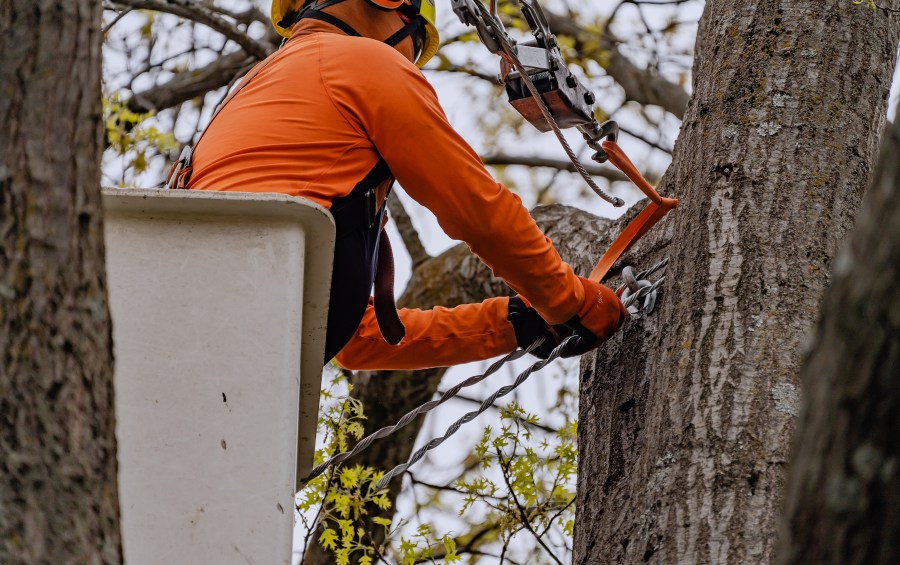 Arborist installing a cable in a mature tree for structural support in Cedar Rapids, Iowa.