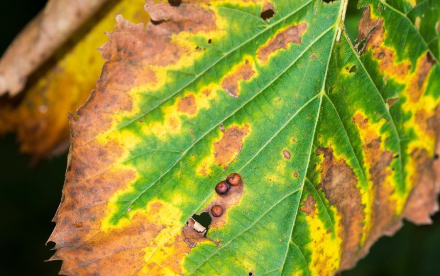 Close-up of diseased tree leaf with yellowing, browning, and galls in Cedar Rapids, Iowa.