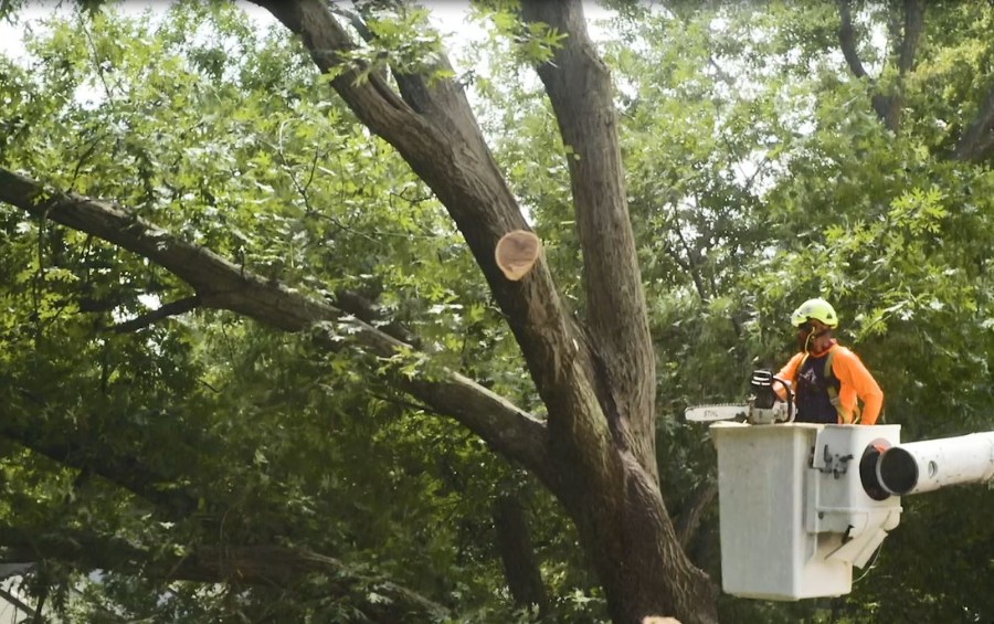 An Arbor Masters arborist in bucket truck using chainsaw to prune large tree in Cedar Rapids, Iowa.