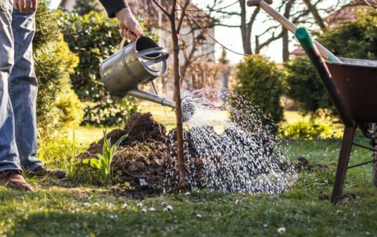 Protect Young Trees from Storm Damage in Cedar Rapids | Arbor Masters
