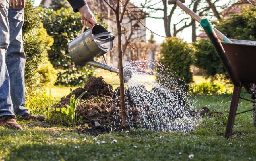 Person using watering can to deeply water newly planted young tree with mulch ring for storm damage prevention.