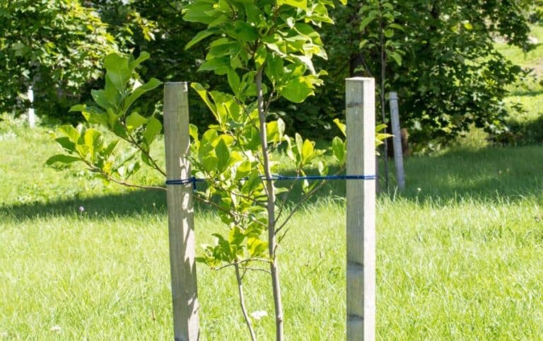 Protect Young Trees from Storm Damage in Cedar Rapids | Arbor Masters