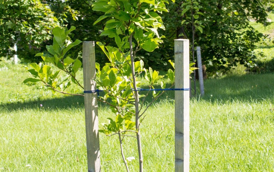 Young tree properly staked with two-stake method for storm protection and wind resistance in a yard.