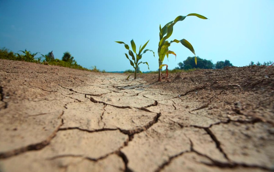 Cracked, drought-stressed soil viewed from ground level with young corn stalks, showing the effects of flash drought conditions that can quickly stress trees and plants of all kinds.