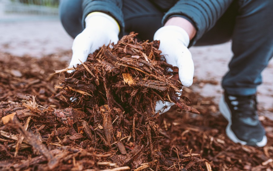 A homeowner holding up a pile of wood shavings before applying it as mulch under newly planted trees in Cedar Rapids, IA.