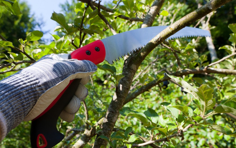 A homeowner pruning a small branch on a young tree, near Cedar Rapids, Iowa.