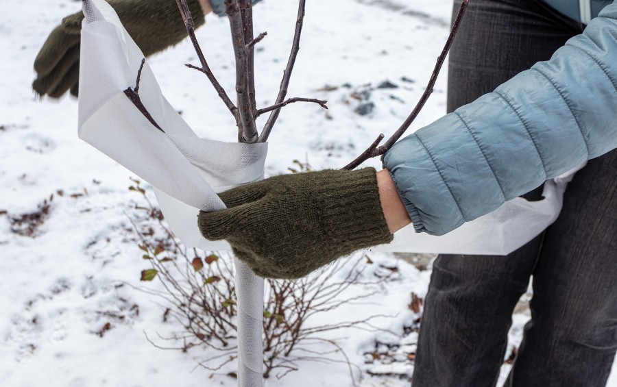 A Cedar Rapids homeowner wrapping a young tree to protect it from sunscald in winter.