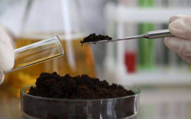 The Importance of Cedar Rapids Soil in Growing Trees | Arbor Masters