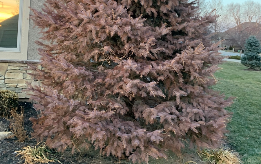 Evergreen tree with severe winter burn showing brown desiccated needles next to home in Cedar Rapids Iowa.