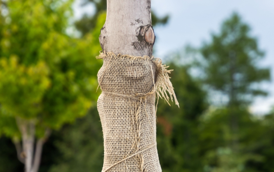 Burlap wrap secured around young tree trunk for winter protection against salt damage and wildlife browsing.