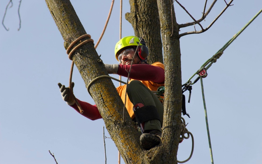 Arborist wearing proper protective gear, secured with climbing ropes while prepping a tree for winter removal in Cedar Rapids.